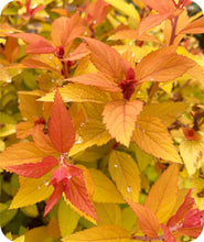 Load image into Gallery viewer, Close Up of Orange yellow foliage of Candy Corn Spirea
