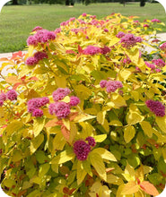 Load image into Gallery viewer, Close up of Double Play Candy Corn Spirea Beautiful Pink Blooms
