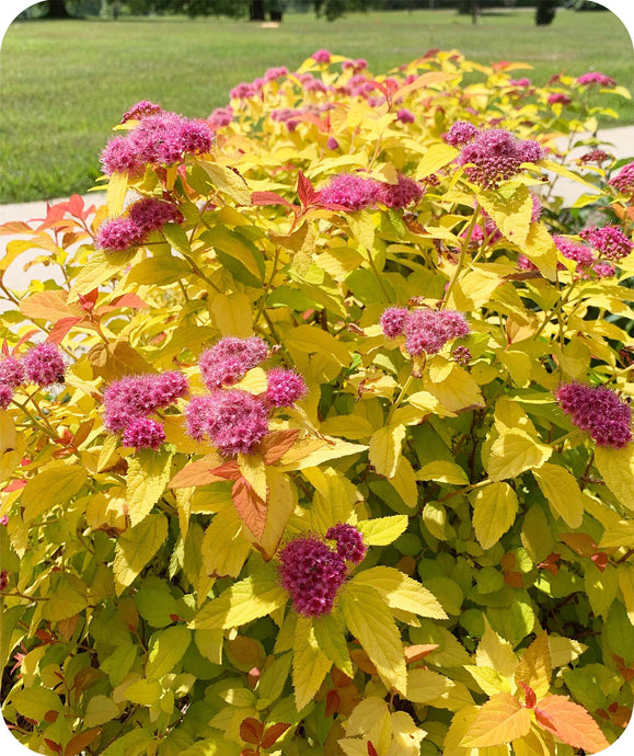 Close up of Double Play Candy Corn Spirea Beautiful Pink Blooms