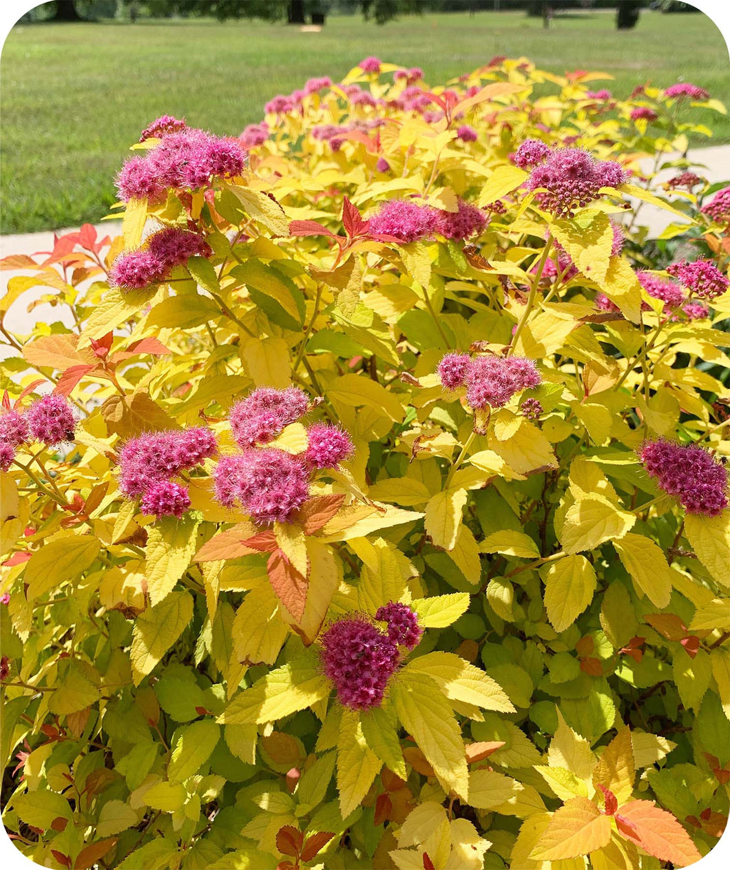 Close up of Double Play Candy Corn Spirea Beautiful Pink Blooms