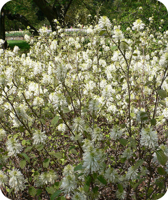 Pretty White Bottlebrush like blooms on the Fothergilla Gardenii