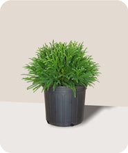 Load image into Gallery viewer, Dwarf Japanese Cedar in 3 Gallon Pot
