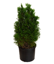 Load image into Gallery viewer, Emerald Green Arborvitae
