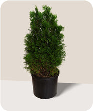 Load image into Gallery viewer, Emerald Green Arborvitae in 3 Gallon Pot
