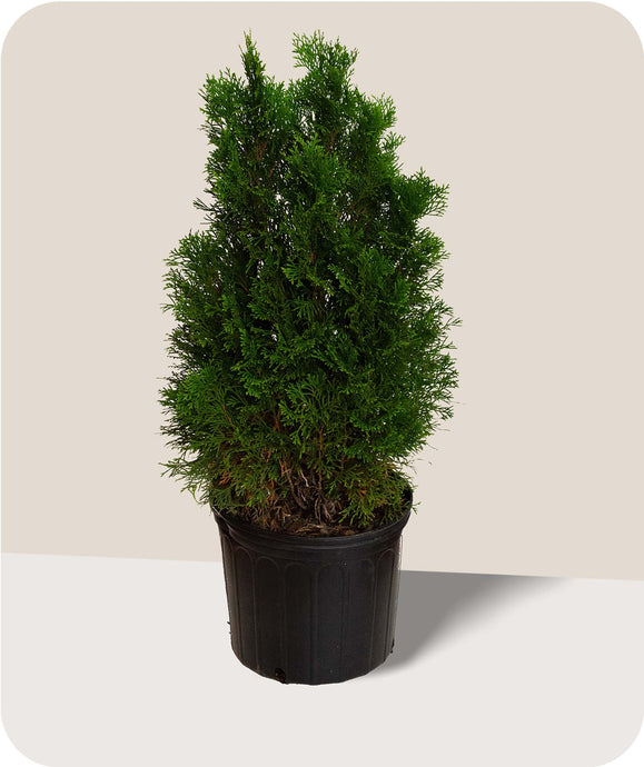 Emerald Green Arborvitae in 3 Gallon Pot