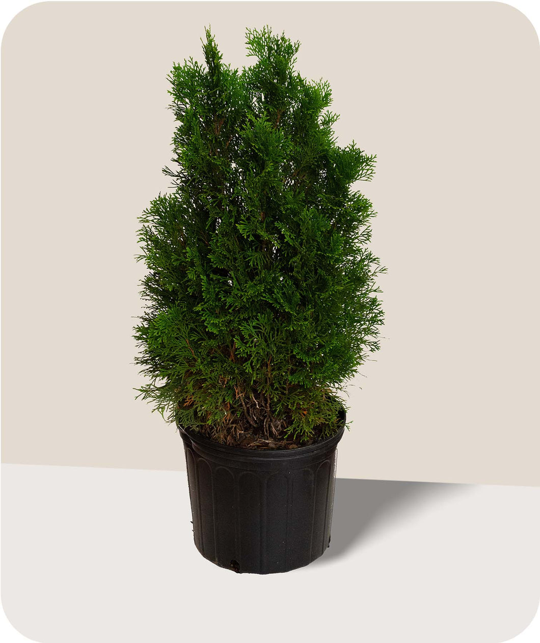 Emerald Green Arborvitae in 3 Gallon Pot