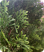 Load image into Gallery viewer, Close Up of Emerald Green Arborvitae
