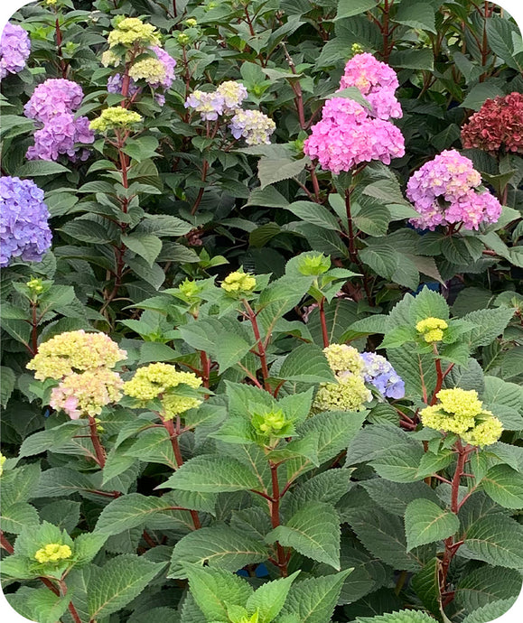 Purple and Pink blooms against the green foliage and red stems of Endless Summer Bloomstruck Hydrangea