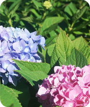 Load image into Gallery viewer, Endless Summer® Hydrangea
