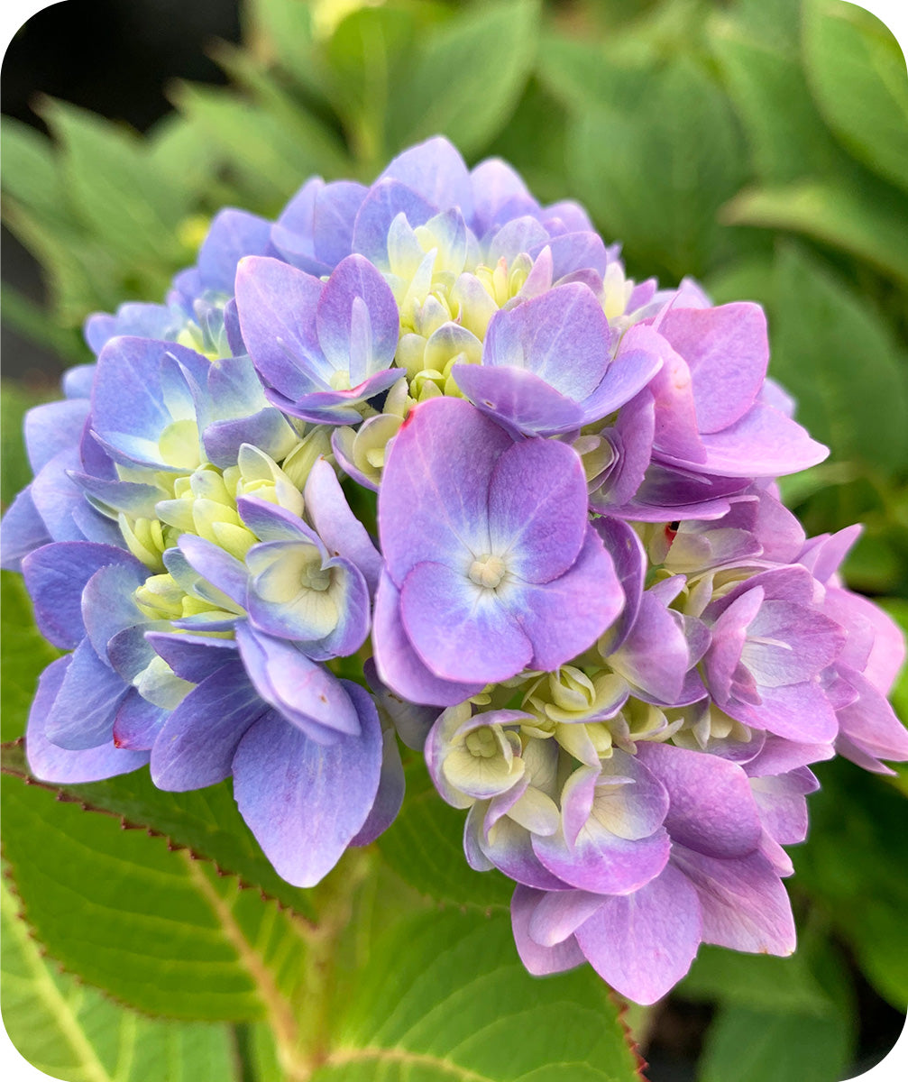 Close up of blue bloom fading into purple on Endless Summer Hydrangea