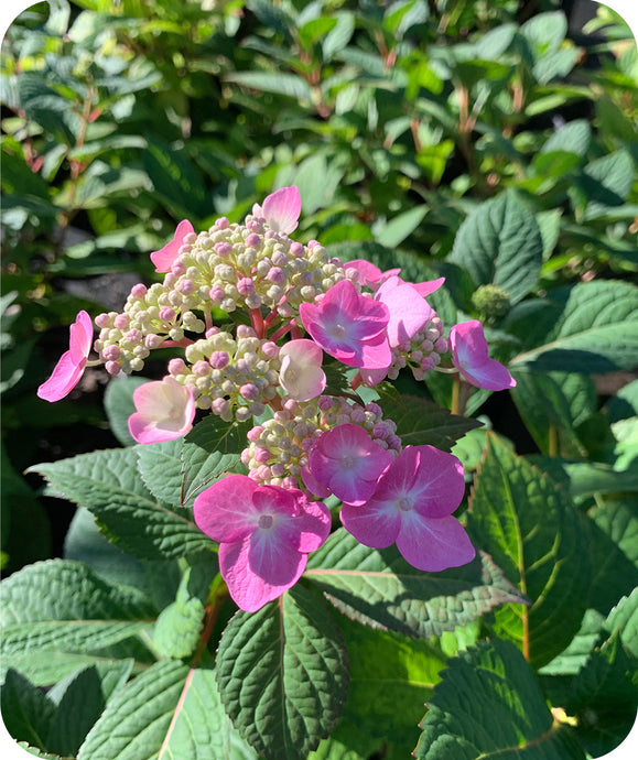 Beautiful pink blooms against green foliage on Endless Summer Twist and Shout