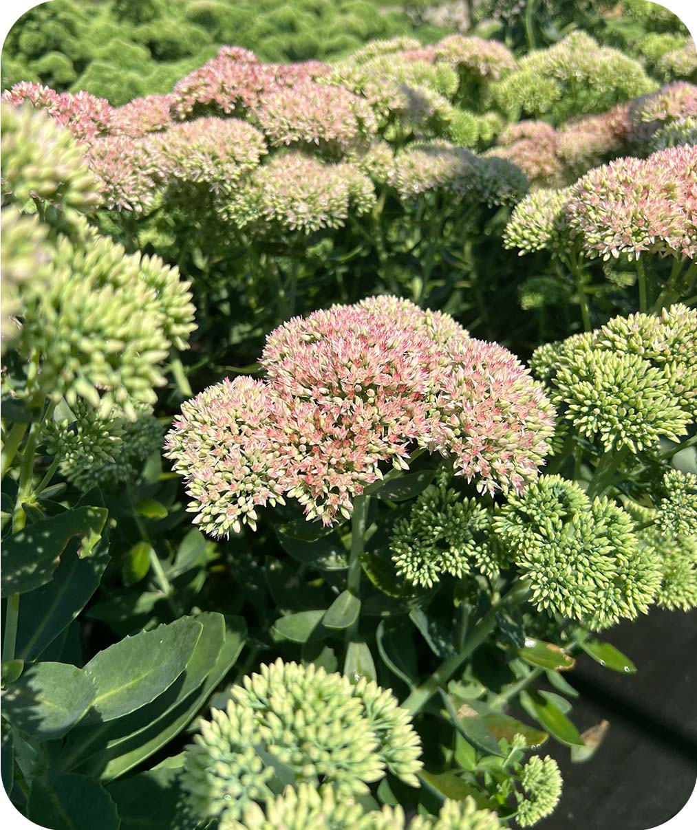 Autumn Joy Sedum Fall Blooms