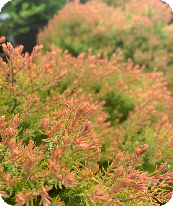 Striking Orange Green foliage of Fire Chief Arborvitae