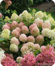 Load image into Gallery viewer, Firelight Tidbit Hydrangea blooms fading from a creamy white to a pink red
