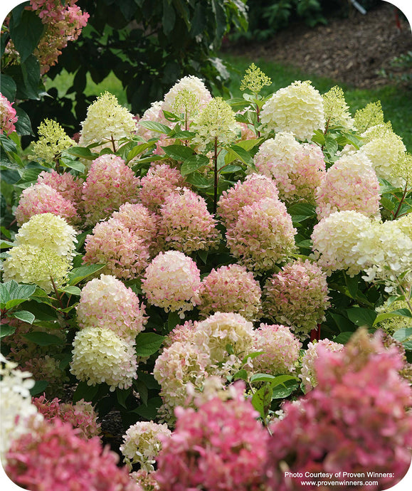 Firelight Tidbit Hydrangea blooms fading from a creamy white to a pink red
