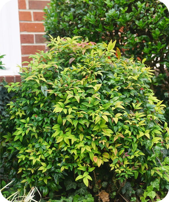 Firepower Nandina in landscape