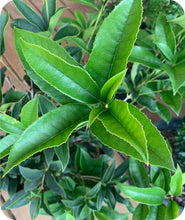 Load image into Gallery viewer, Close up of Fragrant Tea Olive Foliage
