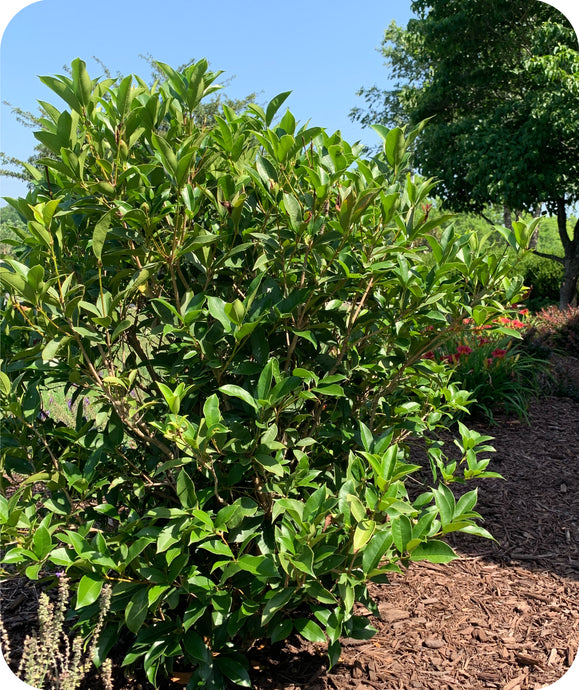 Fragrant Tea Olive in Landscape