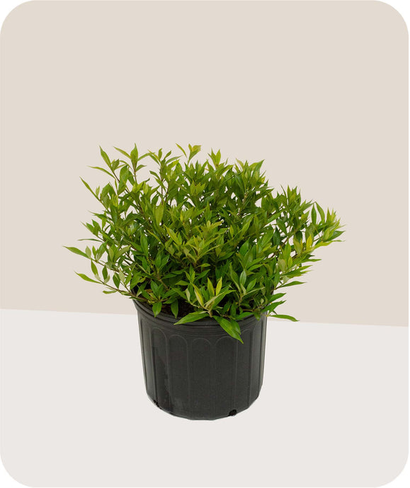Frostproof Gardenia in 3 Gallon Pot