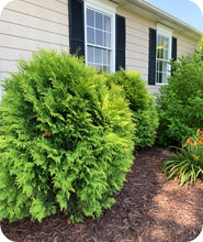 Load image into Gallery viewer, Golden Globe Arborvitae in Landscape
