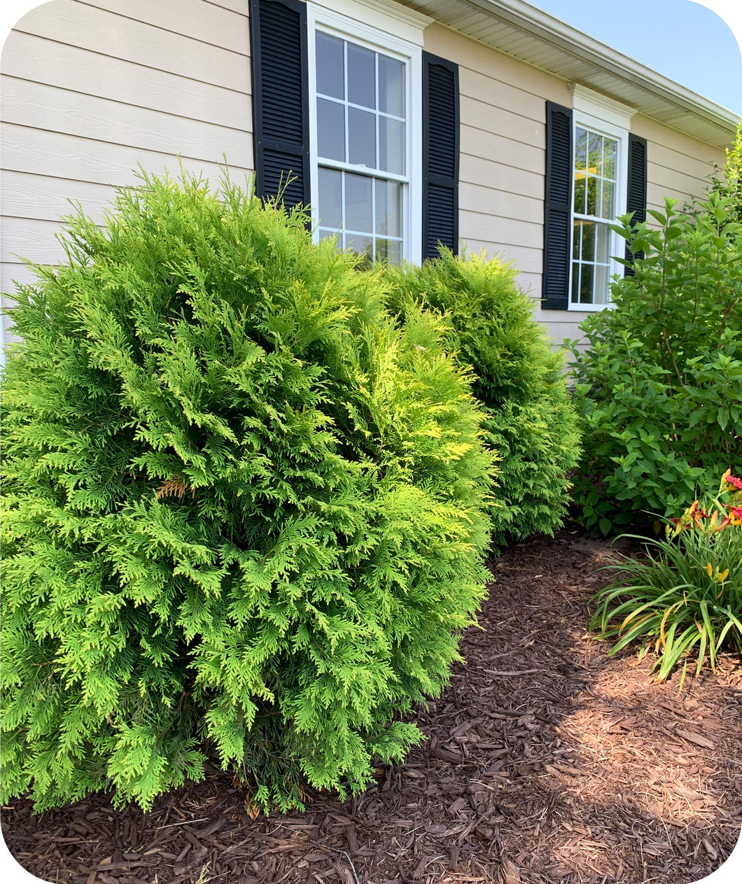 Golden Globe Arborvitae in Landscape