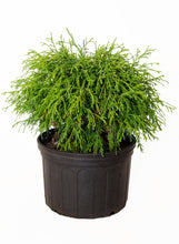 Load image into Gallery viewer, Golden Mop False Cypress in 3 gallon pot
