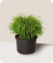 Load image into Gallery viewer, Gold Mop Cypress in 3 Gallon Pot with Cream Background
