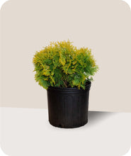 Load image into Gallery viewer, Golden Globe Arborvitae in 3 Gallon Pot
