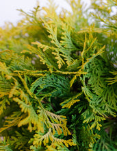 Load image into Gallery viewer, Golden Globe Arborvitae
