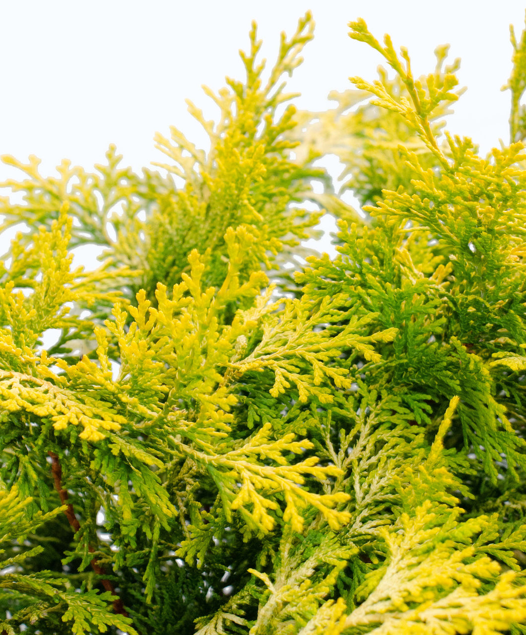 Beautiful foilage of Golden Hinoki Cypress Crippsii