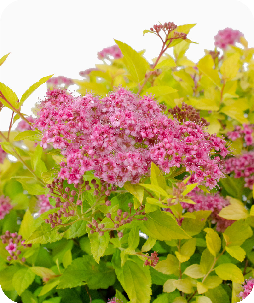 Goldmound Spirea