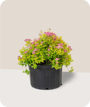 Load image into Gallery viewer, Goldmound Spirea in Gallon
