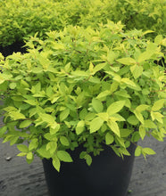 Load image into Gallery viewer, Goldmound Spirea&#39;s bright green foliage
