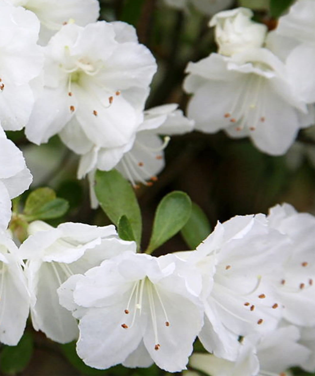 Close Up of Gumpo White Azalea