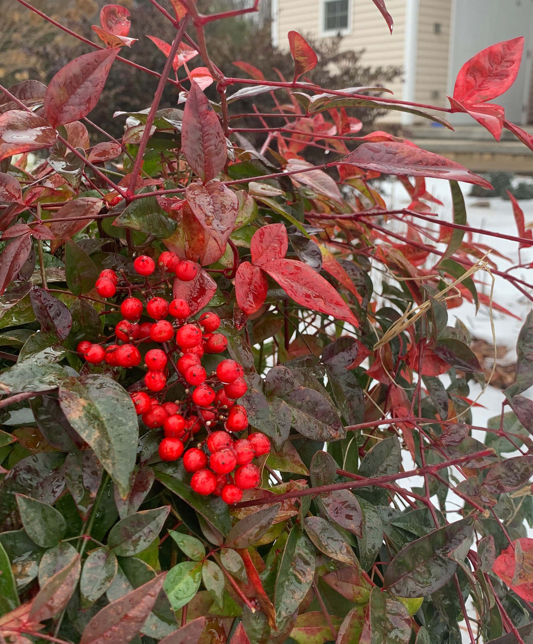 Bright Red Berries on Harbor Belle Nandina shown in landscape