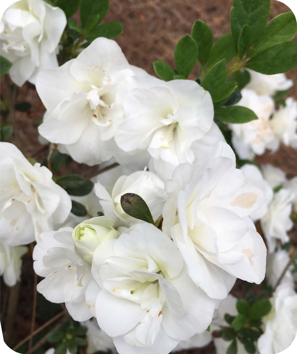 Close Up of Hardy Gardenia Azalea Blooms