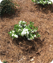 Load image into Gallery viewer, Newly Planted Blooming Hardy Gardenia Azalea in Landscape
