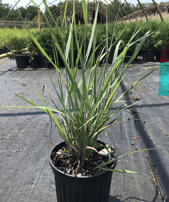 Heavy Metal Switch Grass in 1 gallon pot located in greenhouse at the nursery