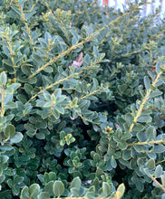 Load image into Gallery viewer, Close Up of Helleri Holly Lush Green Foliage
