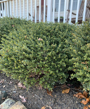 Load image into Gallery viewer, Mature Helleri Holly Shrub in Landscape
