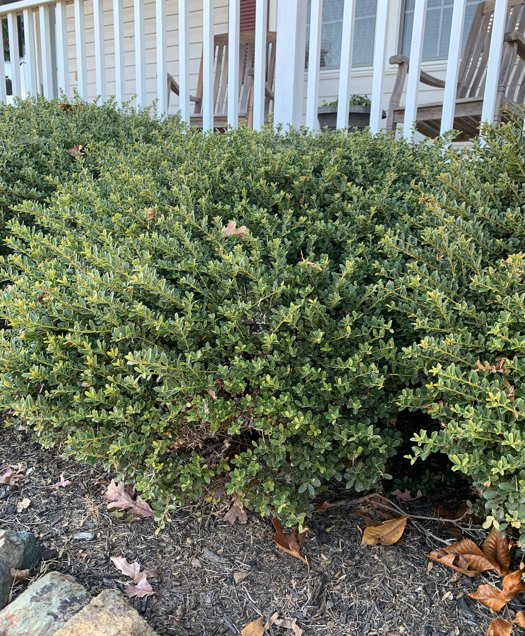 Mature Helleri Holly Shrub in Landscape