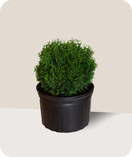 Load image into Gallery viewer, Hetz Midget in 3 Gallon Pot
