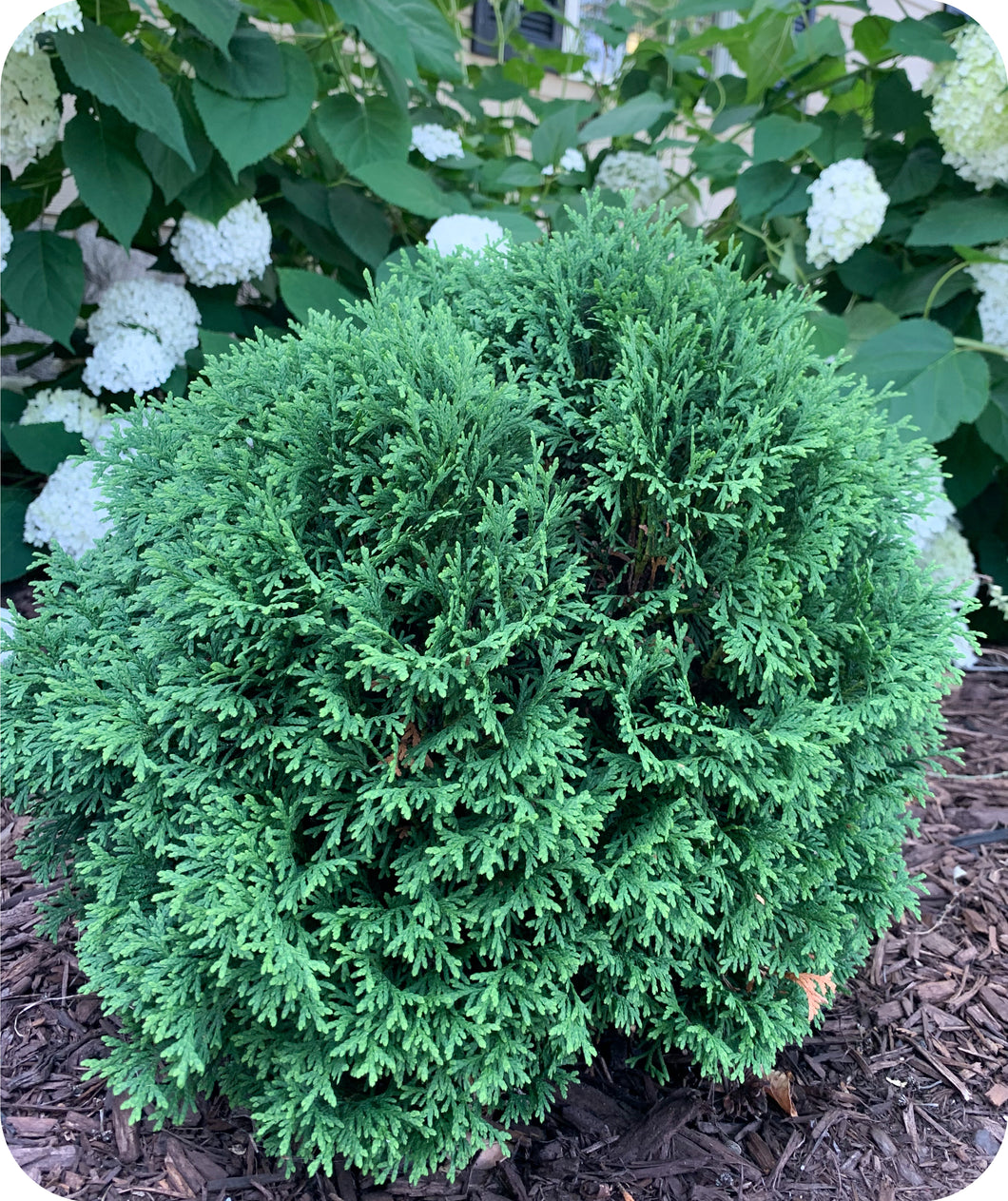 Hetz Midget Arborvitae