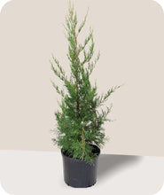 Load image into Gallery viewer, Hetzii Green Columnar Juniper
