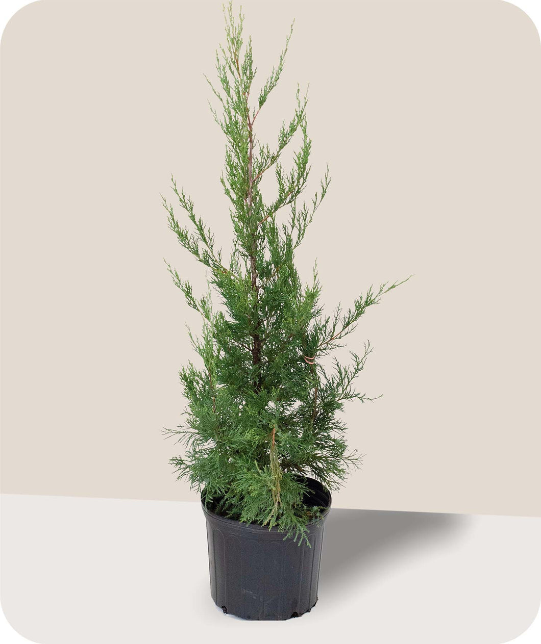 Hetzii Green Columnar Juniper