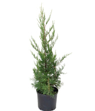 Load image into Gallery viewer, 3 Gallon Hetzii Green Columnar Juniper in Black Nursery pot
