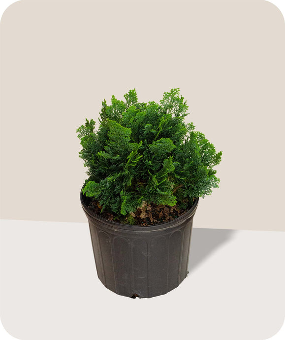 Dwarf Hinoki Cypress in 3 gallon pot