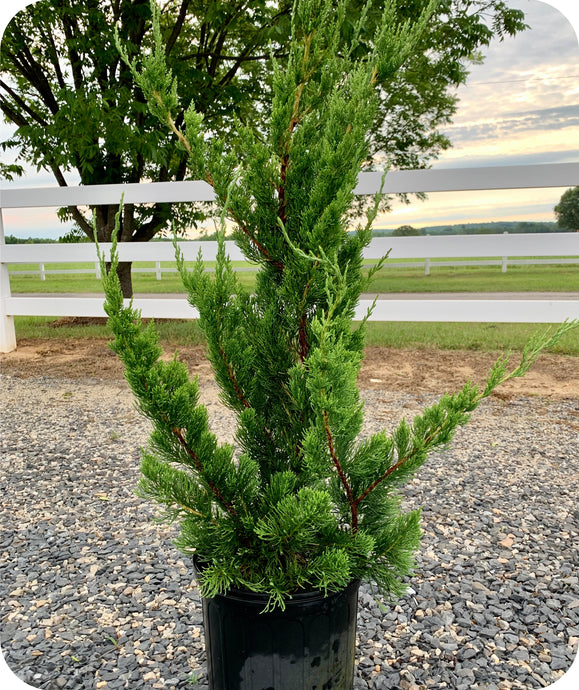 Hollywood Juniper in 3 gallon pot