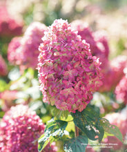 Load image into Gallery viewer, Limelight Prime blooms  that has faded to a beautiful pink in the fall
