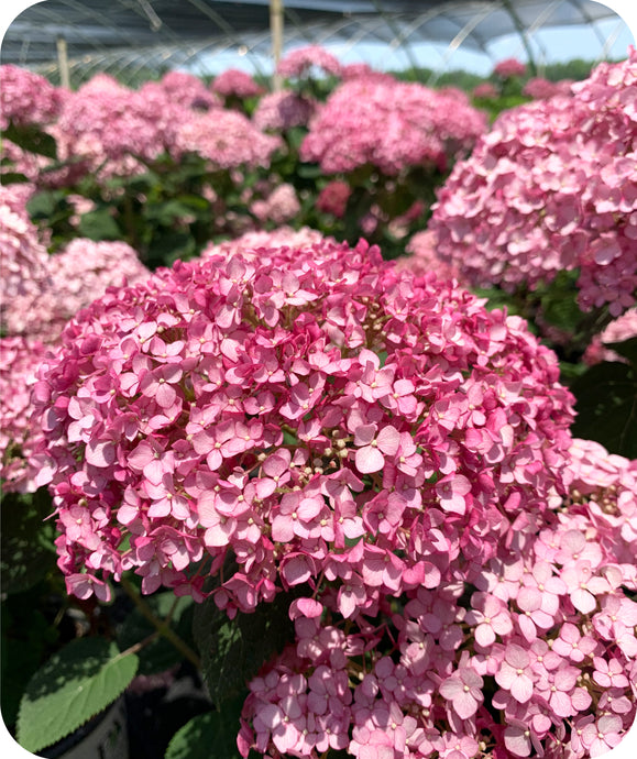 Incrediball Blush Hydrangea Bloom